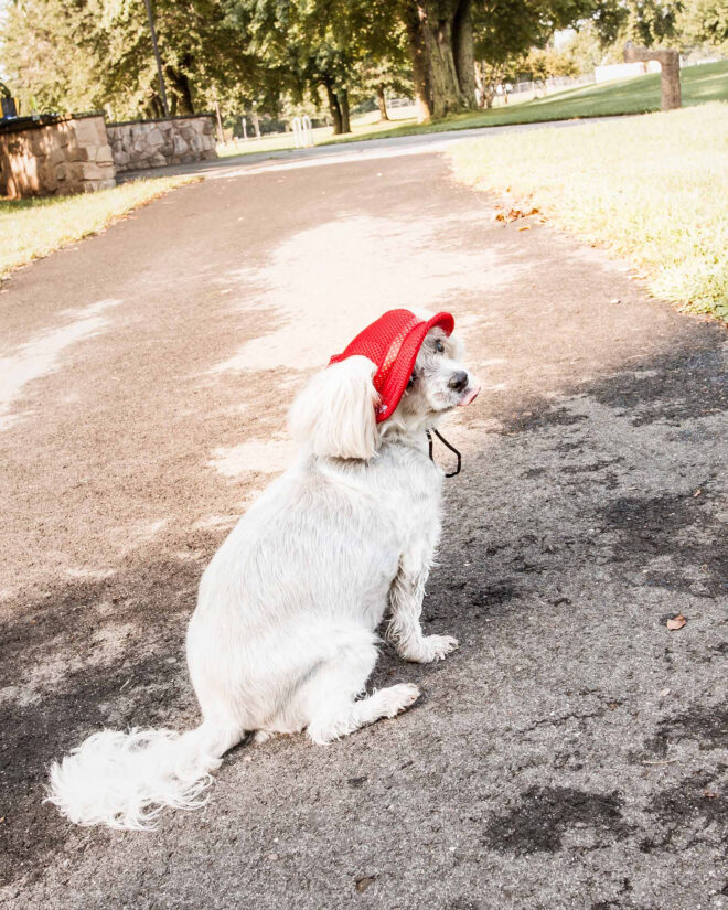 Pet Life 'Sea Spot Sun' Uv Protectant Adjustable Fashion Mesh Brimmed Dog Hat Cap - Image 9