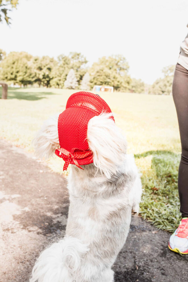 Pet Life 'Sea Spot Sun' Uv Protectant Adjustable Fashion Mesh Brimmed Dog Hat Cap - Image 10