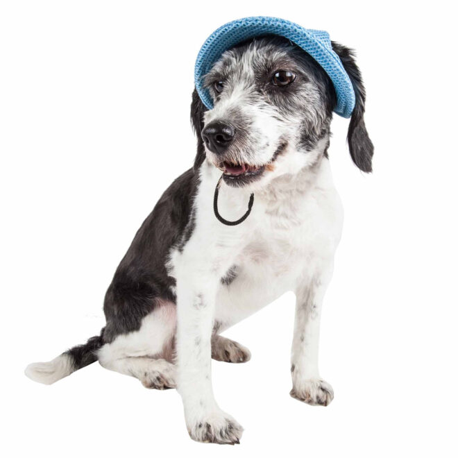 Pet Life 'Sea Spot Sun' Uv Protectant Adjustable Fashion Mesh Brimmed Dog Hat Cap - Image 45