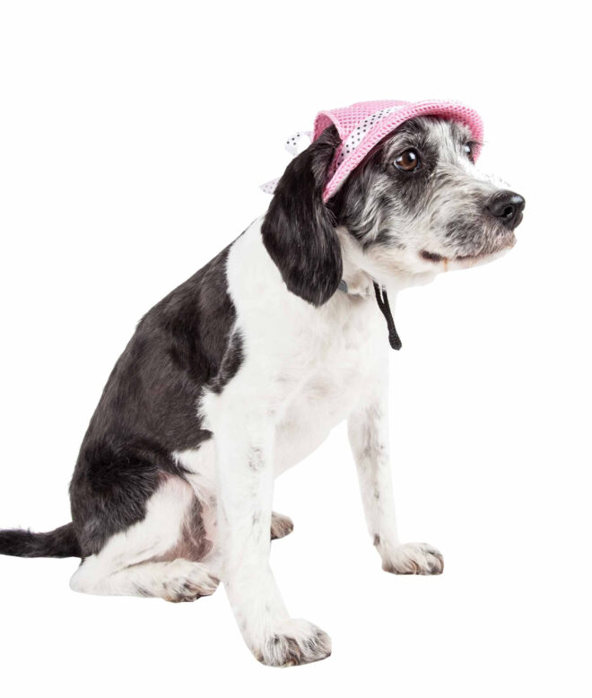 Pet Life 'Sea Spot Sun' Uv Protectant Adjustable Fashion Mesh Brimmed Dog Hat Cap - Image 17
