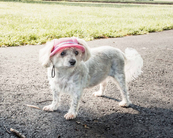 Pet Life 'Sea Spot Sun' Uv Protectant Adjustable Fashion Mesh Brimmed Dog Hat Cap - Image 18