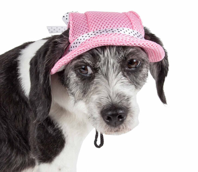 Pet Life 'Sea Spot Sun' Uv Protectant Adjustable Fashion Mesh Brimmed Dog Hat Cap - Image 15