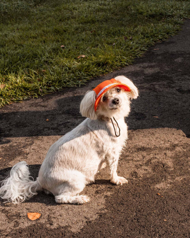 Pet Life 'Sea Spot Sun' Uv Protectant Adjustable Fashion Mesh Brimmed Dog Hat Cap - Image 28