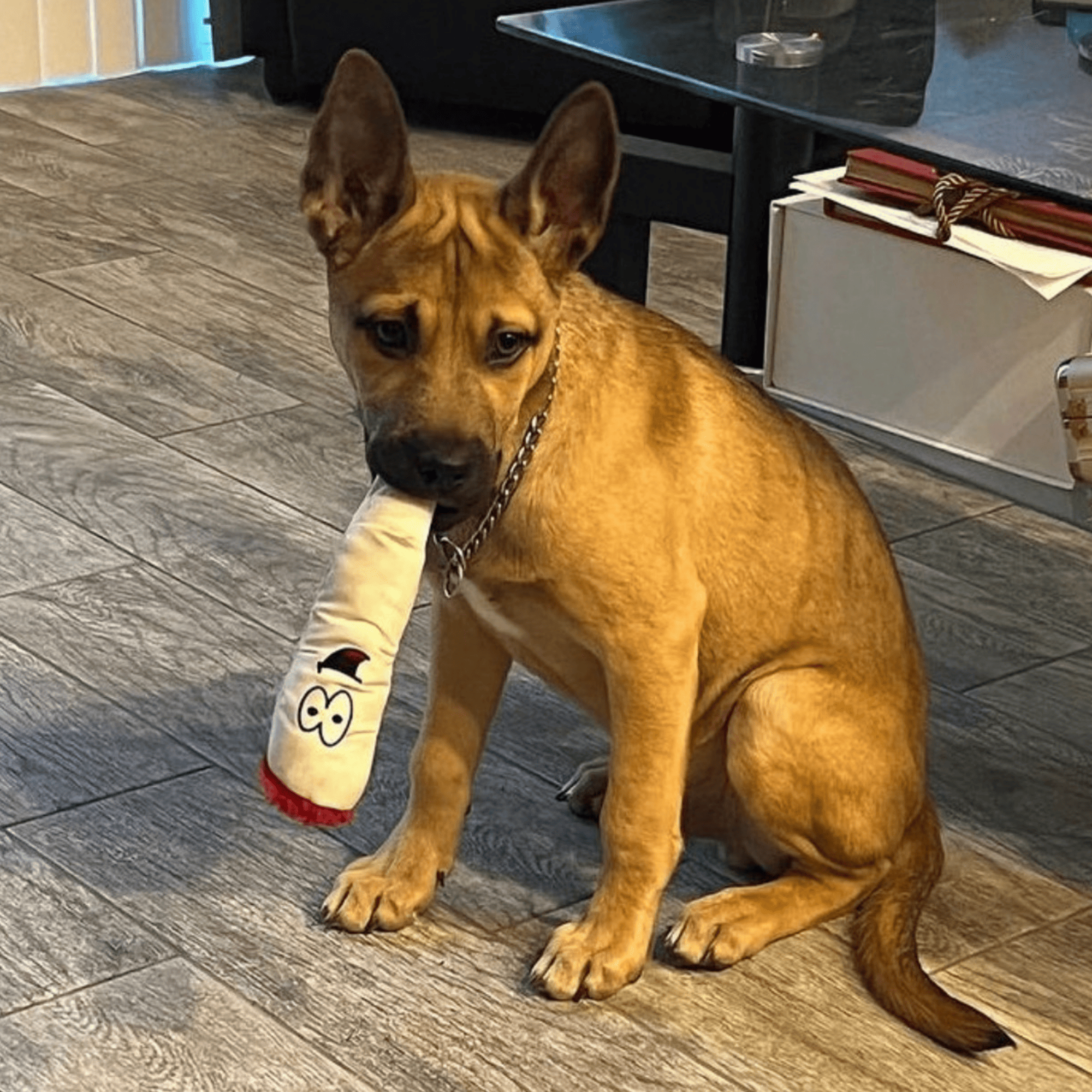 My Name is Jay, Cute Stuffed Parody Joint Dog Toy, Funny Squeaky Weed Toy, Cool Plush Novelty 420 Gift for Pets & Their Owners, Sized for Puppies & Small, Medium & Large Breeds, Fetch & a Photo Prop - Image 9