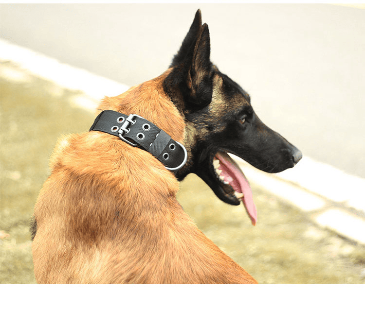 Super strong large dog collar with D-Ring & Buckle Collars Medium sized dog Golden haired horse dog Fierce dog collar - Image 46