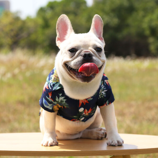 Hawaii Beach clothing for Pet Dog Cat T-Shirts Cute for Small to Medium Dog Cats Cool Summer Vest Camp Shirt Clothes; dog clothes - Image 11