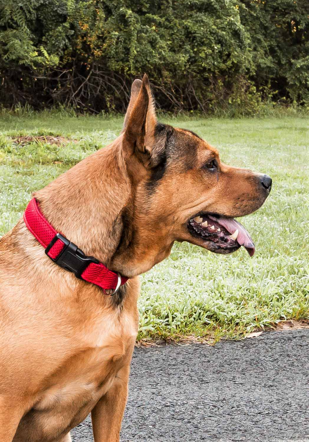 Pet Life 'Aero Mesh' 360 Degree Dual Sided Comfortable And Breathable Adjustable Mesh Dog Collar - Image 18