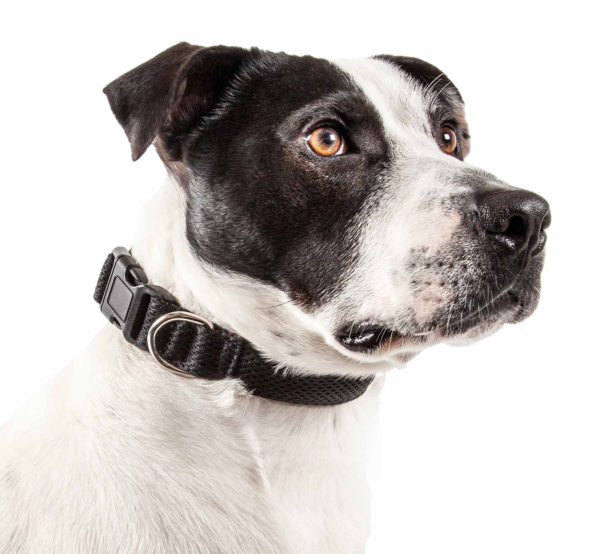 Pet Life 'Aero Mesh' 360 Degree Dual Sided Comfortable And Breathable Adjustable Mesh Dog Collar - Image 43