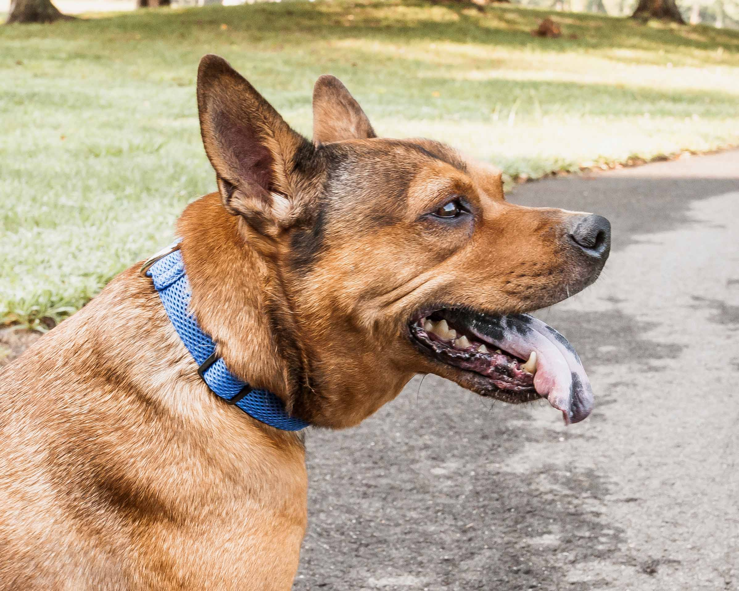 Pet Life 'Aero Mesh' 360 Degree Dual Sided Comfortable And Breathable Adjustable Mesh Dog Collar - Image 91