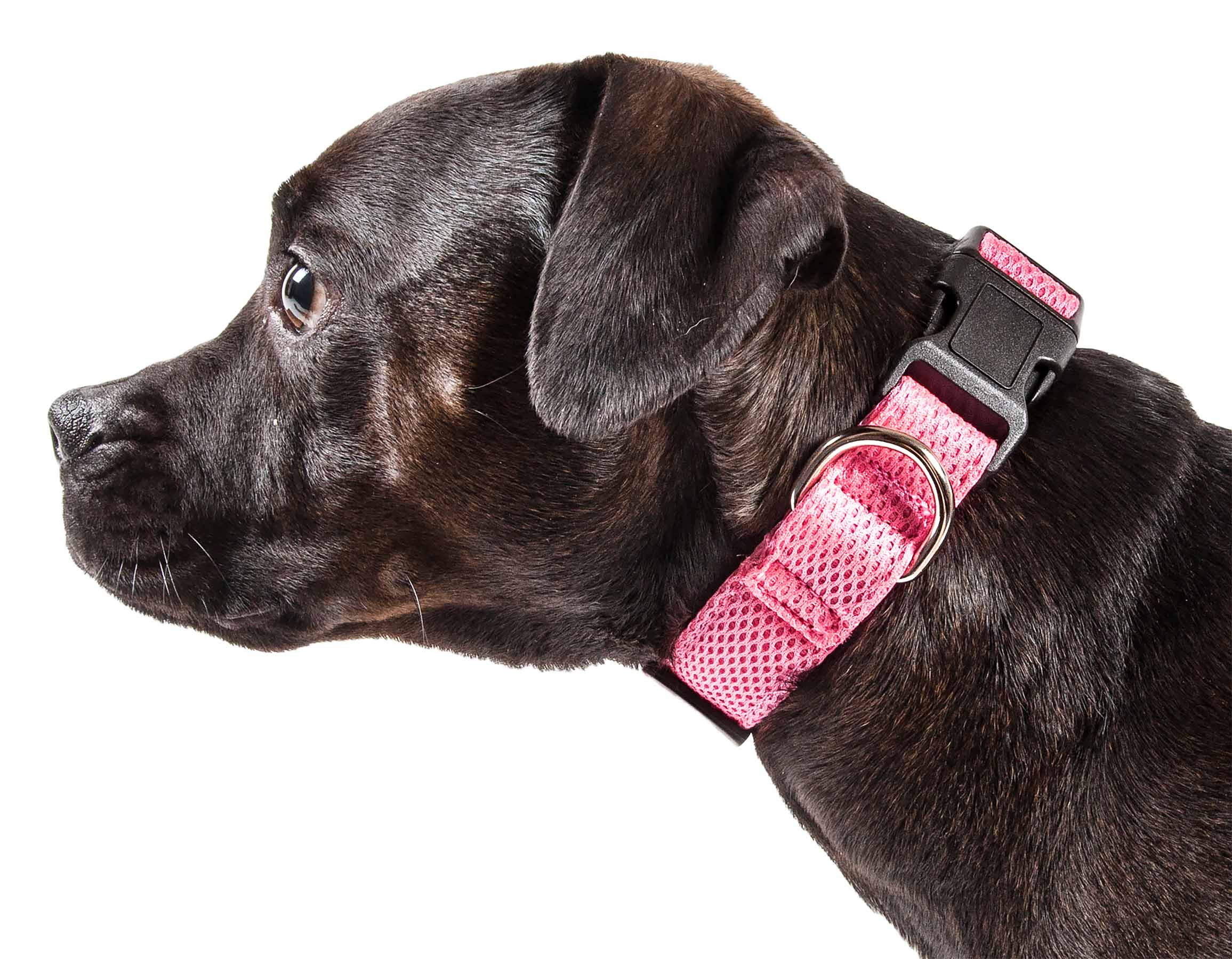 Pet Life 'Aero Mesh' 360 Degree Dual Sided Comfortable And Breathable Adjustable Mesh Dog Collar - Image 26