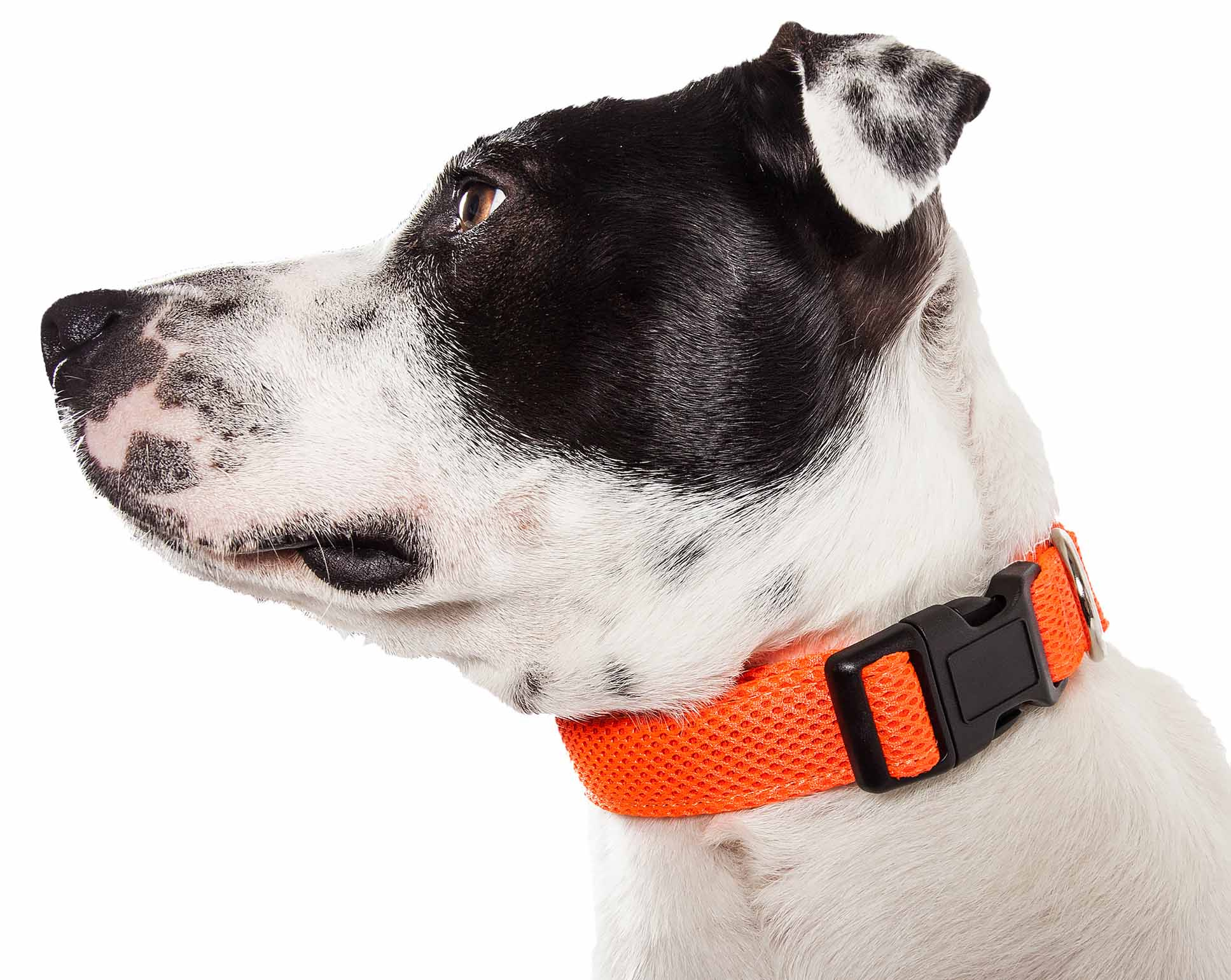 Pet Life 'Aero Mesh' 360 Degree Dual Sided Comfortable And Breathable Adjustable Mesh Dog Collar - Image 60