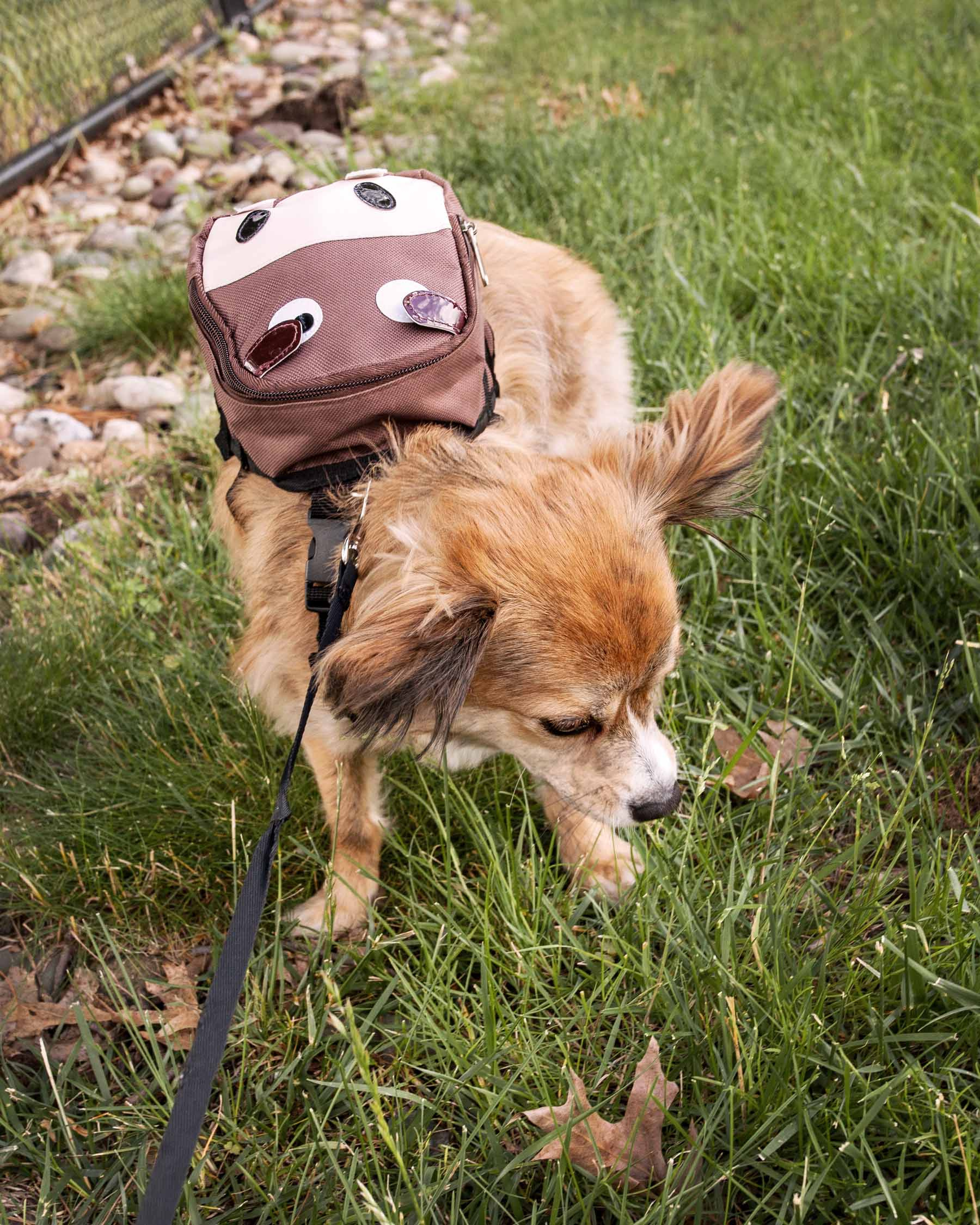 Pet Life 'Mooltese' Large-Pocketed Compartmental Animated Dog Harness Backpack - Image 16