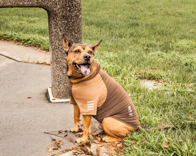 Pet Life Active 'Hybreed' 4-Way Stretch Two-Toned Performance Dog T-Shirt - Image 151
