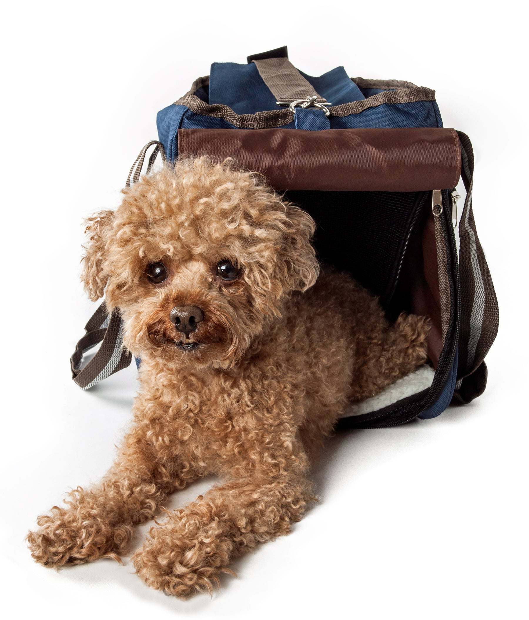 Fashion Canvas Pet Carrier - Image 2